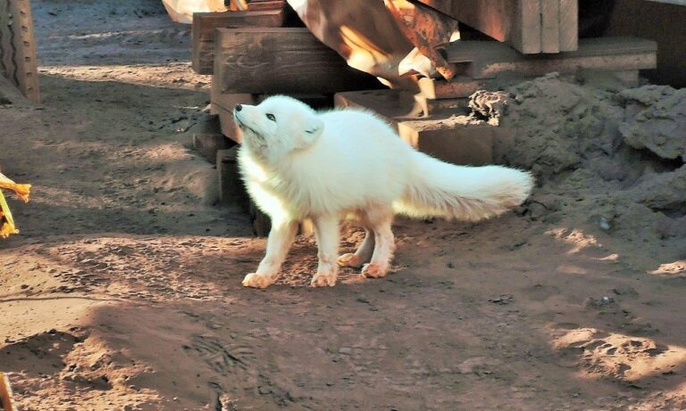 Arctic Fox Inspection